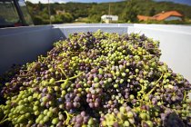 Vendemmia di uva acerba — Foto stock
