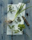 Вид сверху на разнообразные свежие травы на белой бумаге — стоковое фото