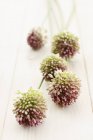 Allium flowers on a wooden surface — Stock Photo