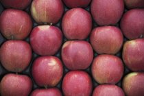 Красные яблоки в ящике — стоковое фото