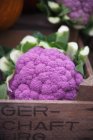 Purple fresh cauliflower — Stock Photo