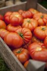Tomates dans une caisse en bois — Photo de stock