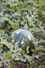 Ripe watermelon on garden bed — Stock Photo
