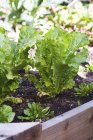 Grüne Salatpflanzen im Boden — Stockfoto