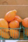 Tangeloquats frescos maduros - foto de stock