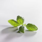 Sprig of green basil — Stock Photo