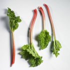 Stalks of rhubarb with leaves — Stock Photo