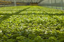 Albahaca cultivada en invernadero - foto de stock