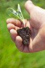 Closeup view of a hand holding a little seedling — Stock Photo