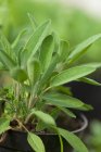 Sage plant in plastic pot — Stock Photo