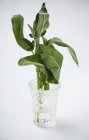 Fresh sage in glass of water — Stock Photo