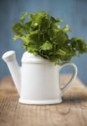 Fresh coriander in watering can — Stock Photo