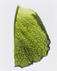 Лист савойской капусты — стоковое фото