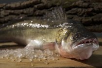 Цілого сирих риби — стокове фото