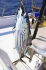 Свежепойманный тунец — стоковое фото