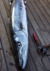 Freshly caught barracuda fish — Stock Photo