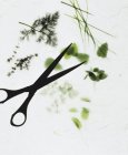 Вид крупным планом различных травяных веточек и ножниц на белом фоне — стоковое фото