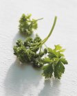 Flat-leaf and curly parsley — Stock Photo