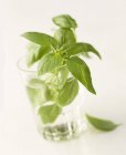 Manjericão verde em um copo de água — Fotografia de Stock