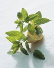 Fetta di menta fresca e melone — Foto stock