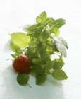 Melisse und frische Erdbeere — Stockfoto