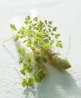 White asparagus and fresh chervel — Stock Photo