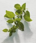 Sprig of fresh green basil — Stock Photo