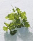 Hojas frescas de cilantro - foto de stock