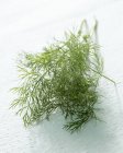 Fresh sprig of dill — Stock Photo