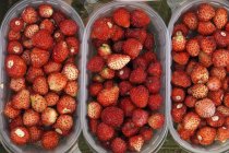 Fresas silvestres en recipientes de plástico - foto de stock