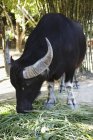 Vista diurna del pascolo dei bufali all'aperto — Foto stock