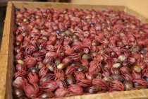 Nutmegs with mace coating — Stock Photo