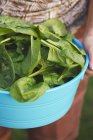 Woman holding bowl of spinach leaves — Stock Photo