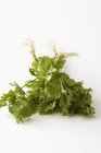Ramitas de cilantro fresco - foto de stock