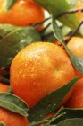 Mandarines avec gouttelettes d'eau — Photo de stock