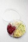 Pousses comestibles assorties dans un bol en verre — Photo de stock
