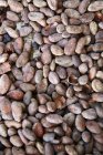 Whole Cocoa beans — Stock Photo