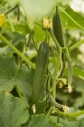 Cucumbers growing on plant — Stock Photo
