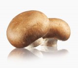 Funghi marroni freschi — Foto stock