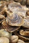 Fresh oysters and clams — Stock Photo