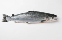 Fresh raw trout — Stock Photo