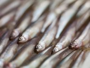Frische rohe Sardinen — Stockfoto