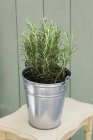 Elevated view of rosemary plant in a zinc bucket — Stock Photo