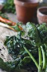 Fresh picked Organic Spinach — Stock Photo