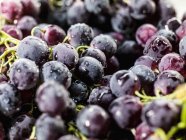 Uvas negras frescas - foto de stock