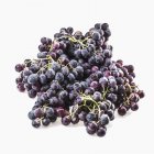 Uvas pretas frescas colhidas — Fotografia de Stock