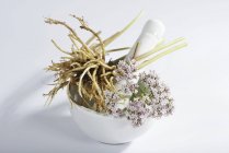 Primo piano vista della radice di Valeriana e fiori in un mortaio bianco — Foto stock