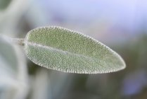 Fresh sage leaf — Stock Photo