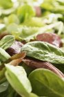 Feuilles de salade fraîches mélangées — Photo de stock