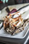 Langoustine y ostras en plato blanco - foto de stock
